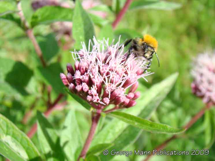 Bumble bee harvesting nectar from hemp agrimony