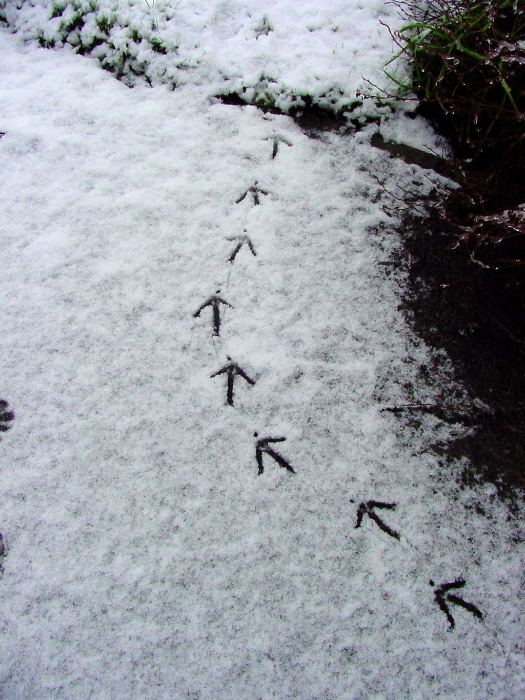 Pheasant footprints in snow (Select to close)